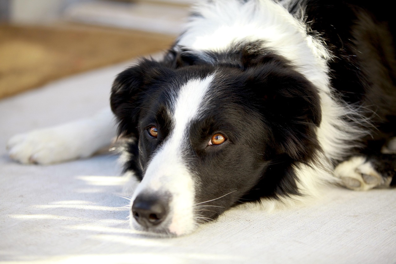 牧羊犬视频，展现犬种魅力与训练乐趣  牧羊犬视频