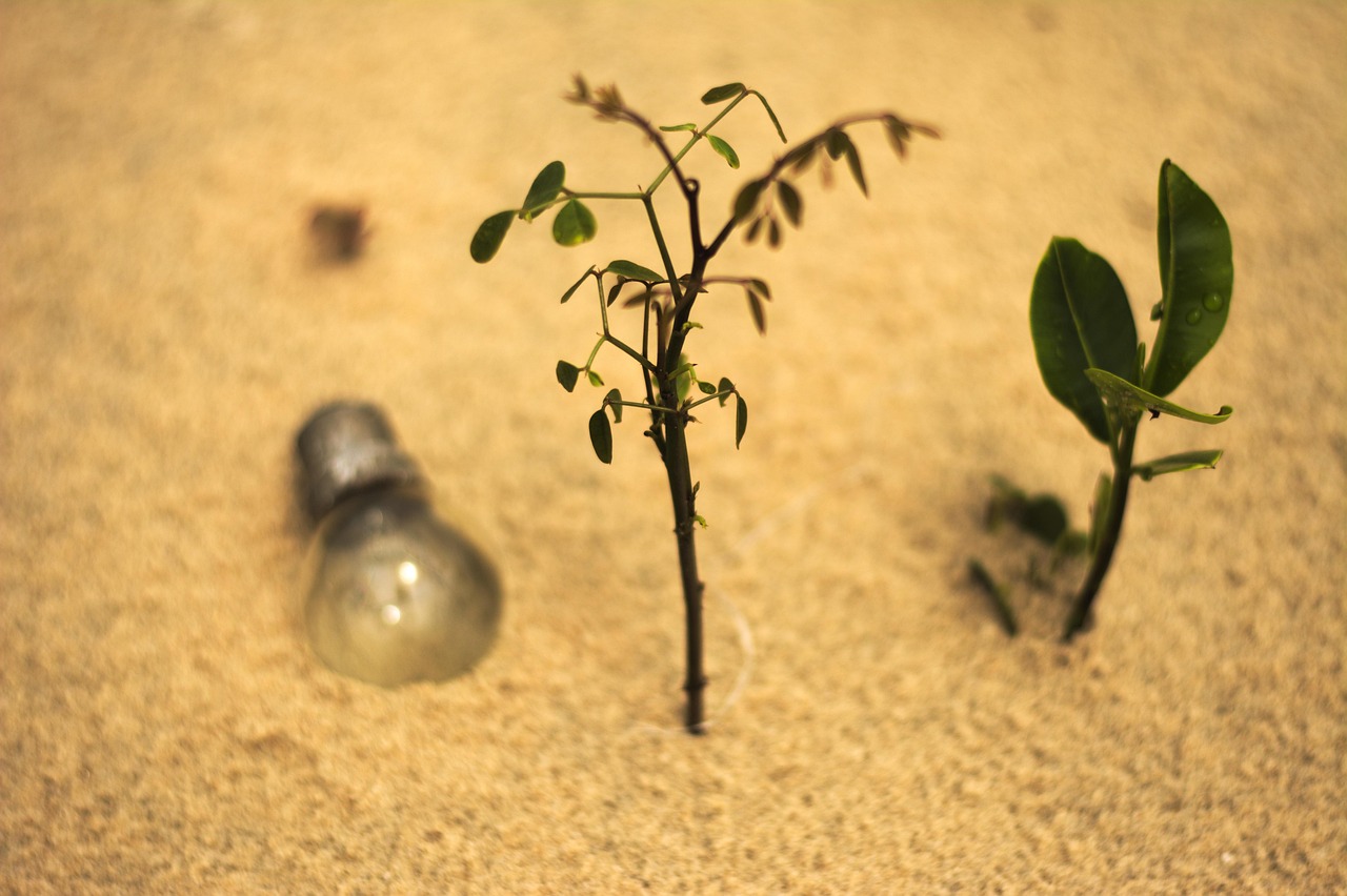 沙芦草的独特魅力，生态、经济与文化价值探讨  沙芦草