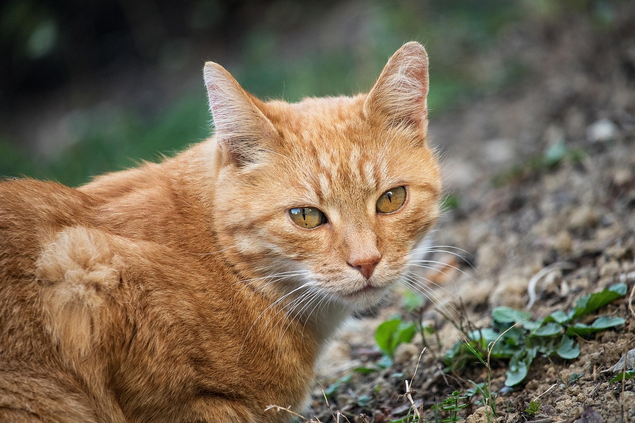 动物世界中的猫交配行为  动物世界猫交配