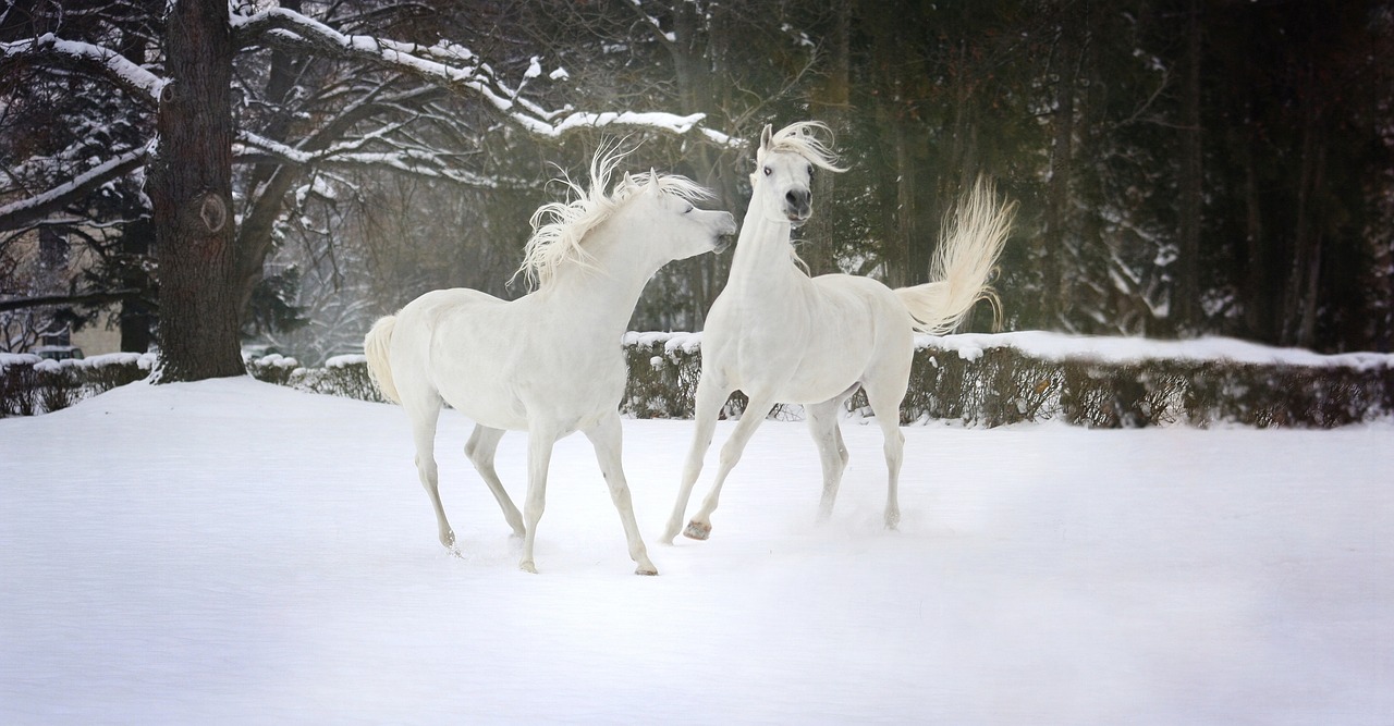 张学友雪狼湖，音乐与戏剧的完美结合  张学友雪狼湖