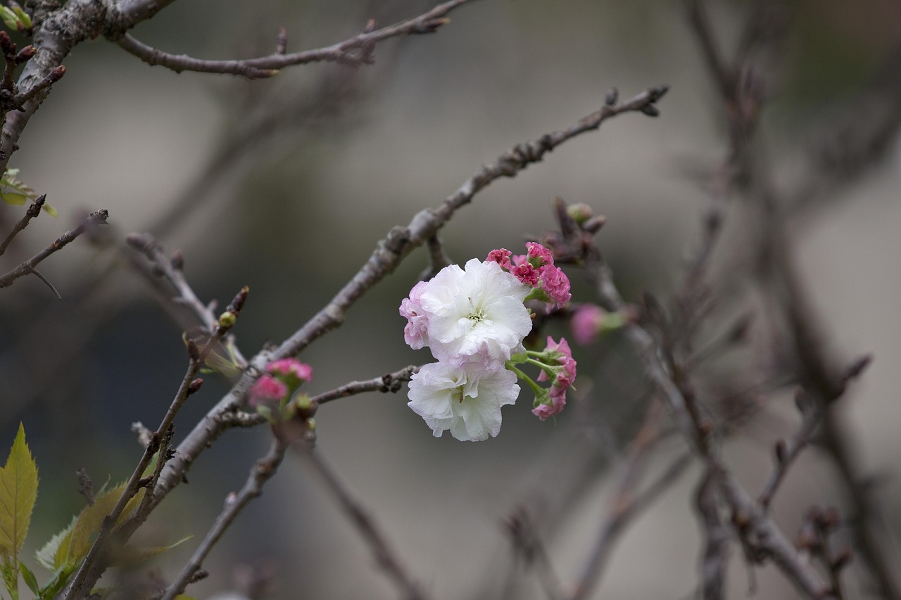 三生三世十里桃花主题曲，情深缘浅，旋律悠扬  三生三世十里桃花主题曲