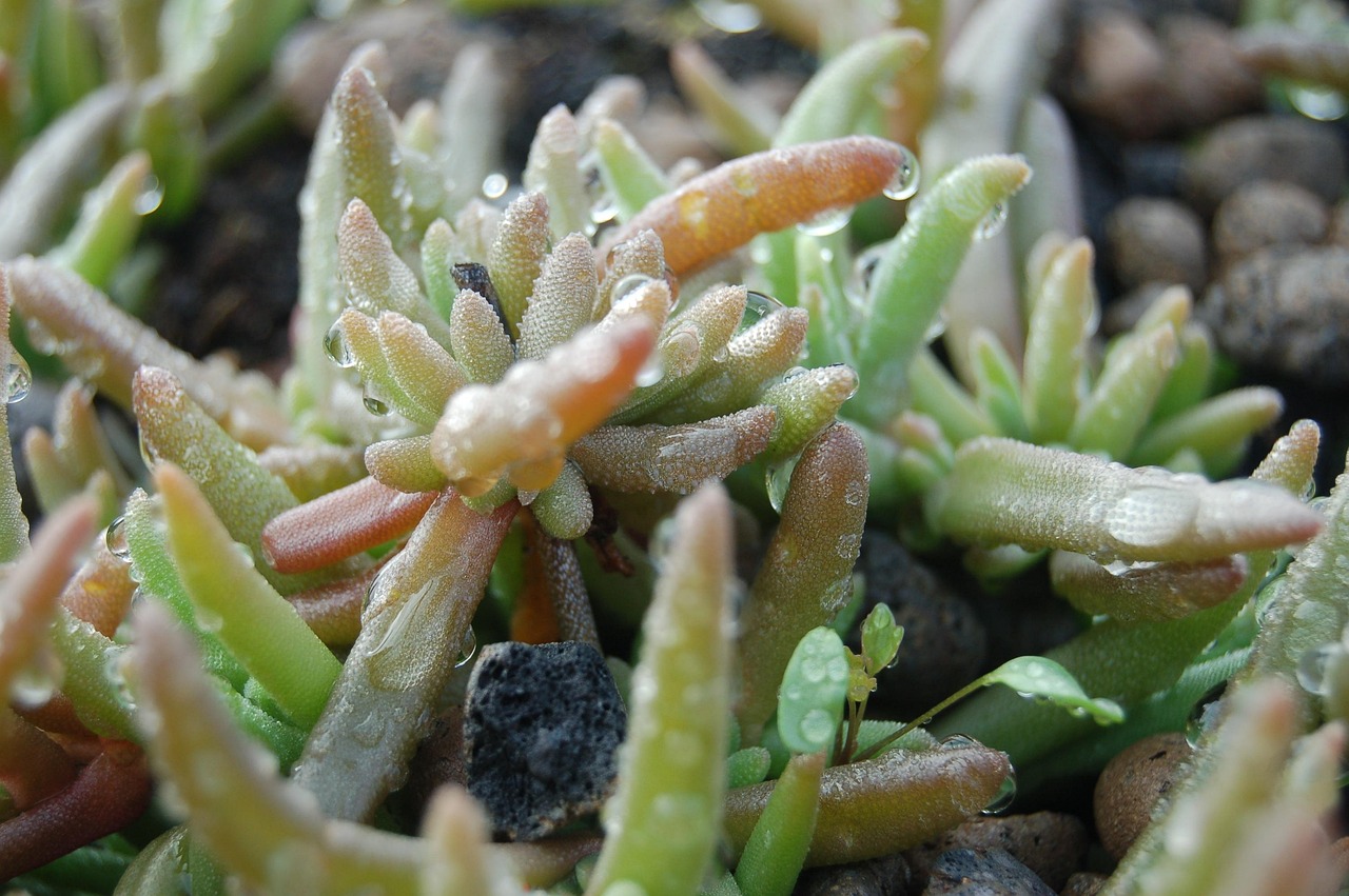 多肉植物种植指南，如何养护多肉植物  多肉植物怎么养