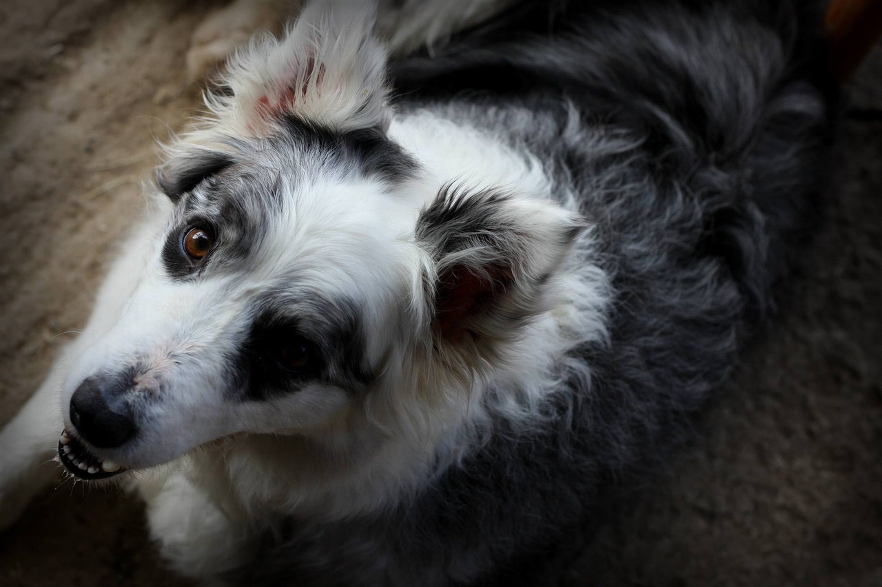 边境牧羊犬的魅力，从视频看犬界精英  边境牧羊犬视频