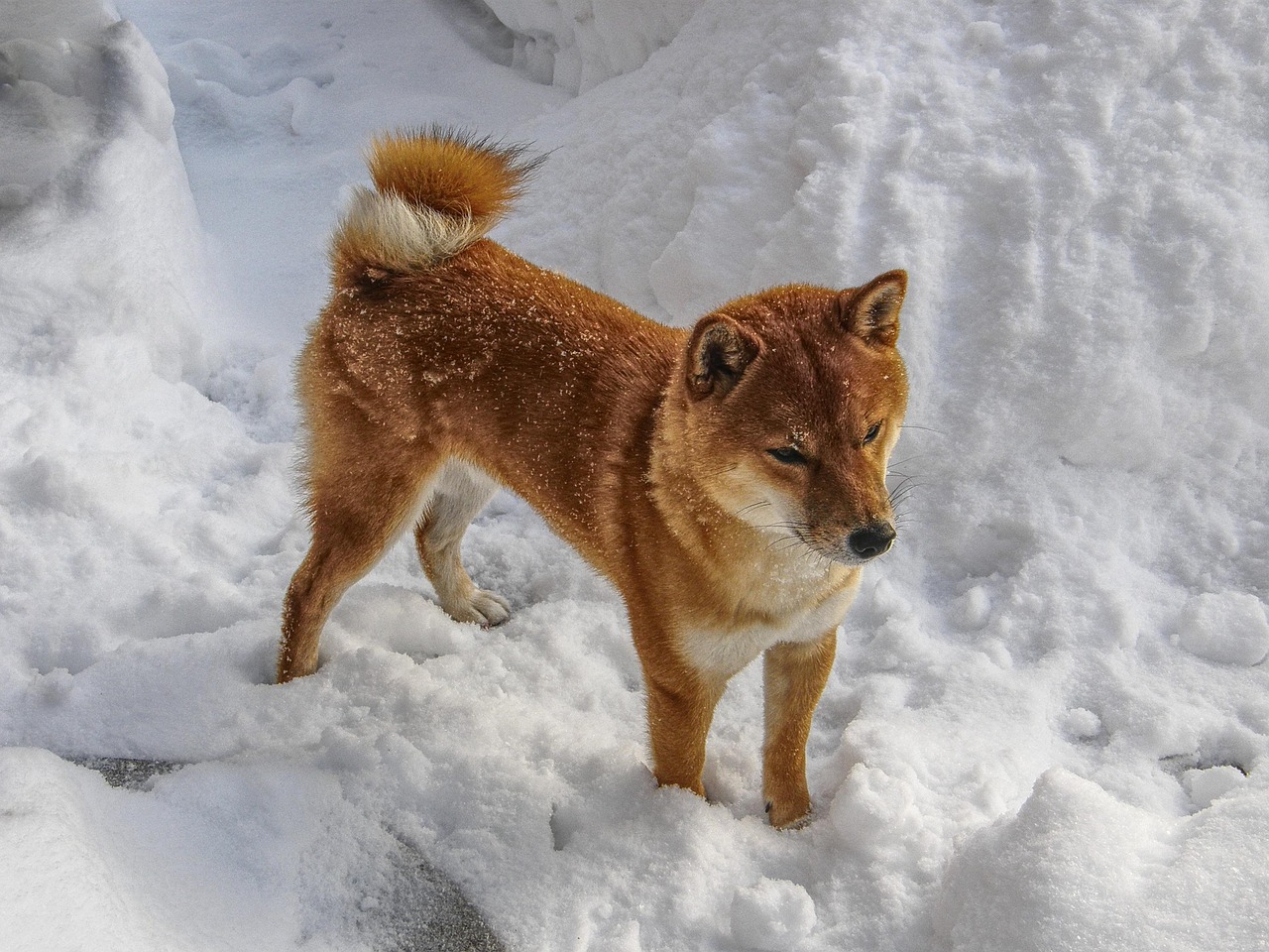 柴犬阿旺的和式生活  柴犬阿旺的和式生活