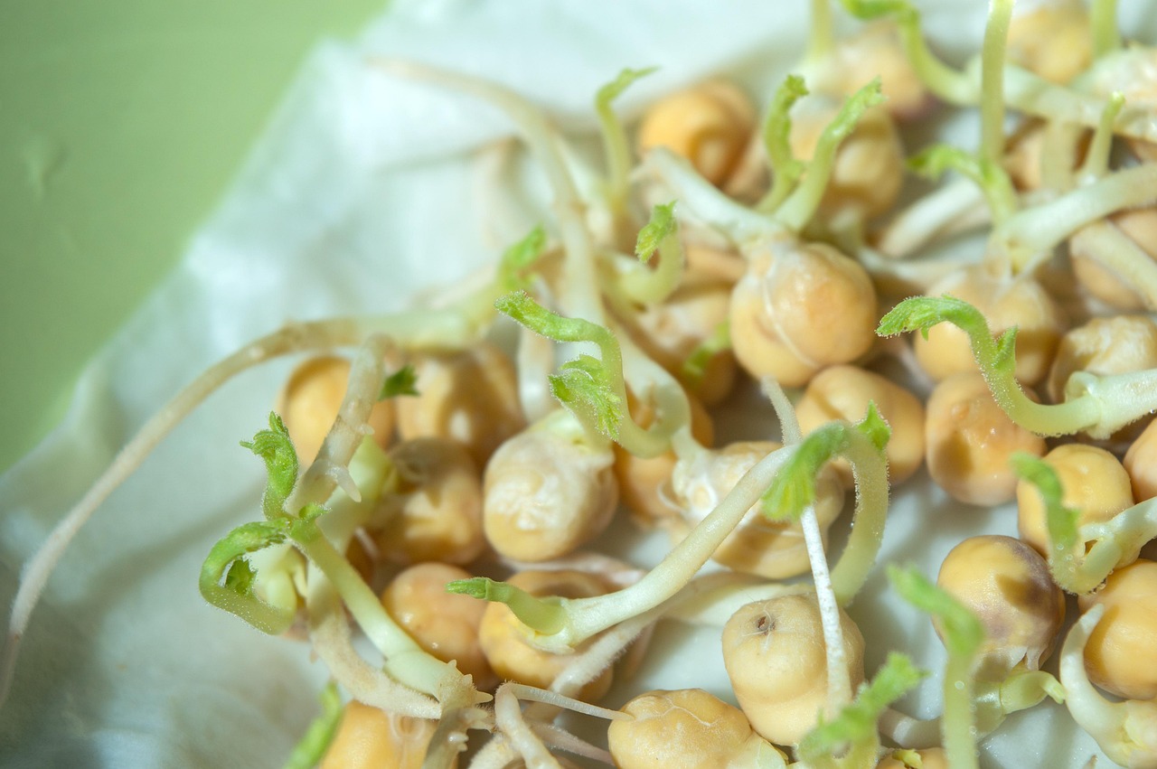 绿豆芽的培育步骤，发芽全攻略  绿豆芽怎么发豆芽的步骤