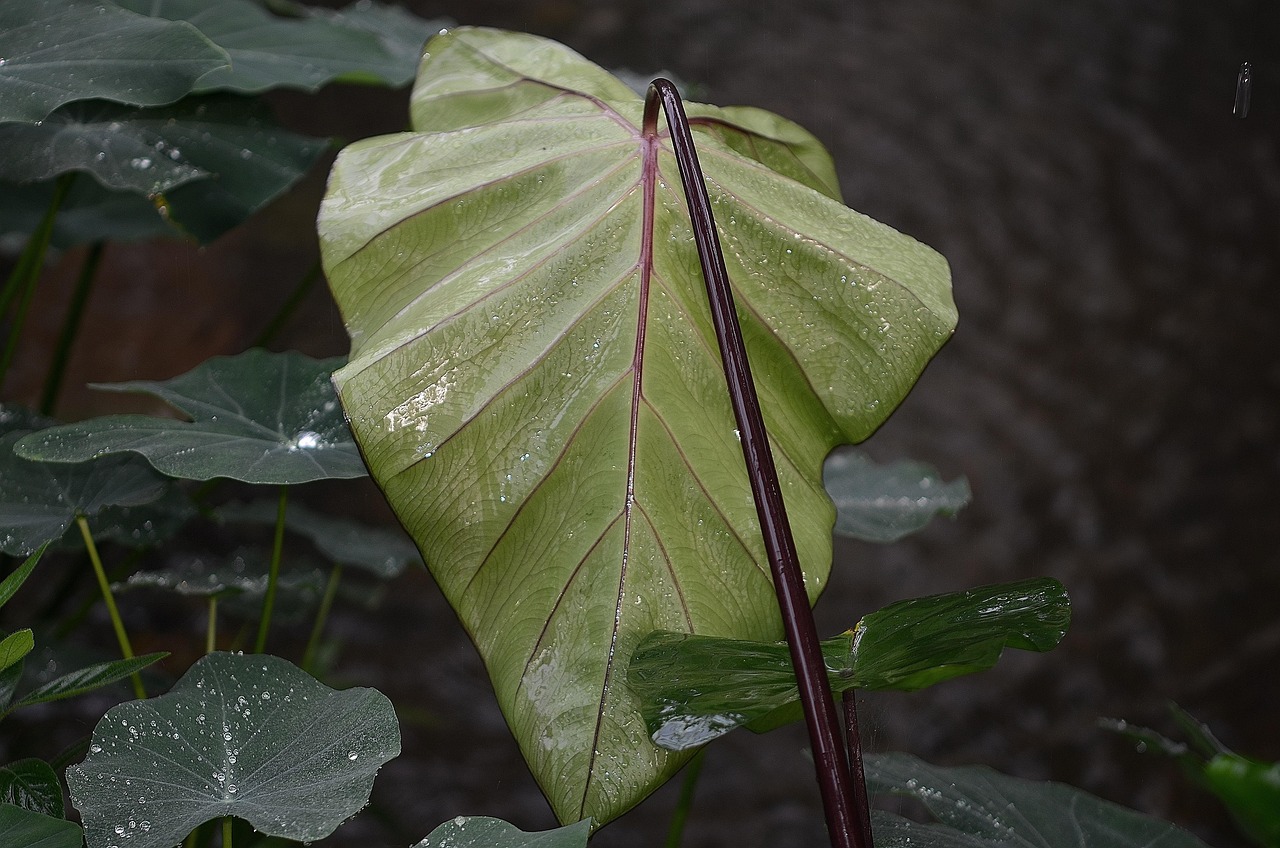 荏，一种独特的草本植物  荏是什么植物