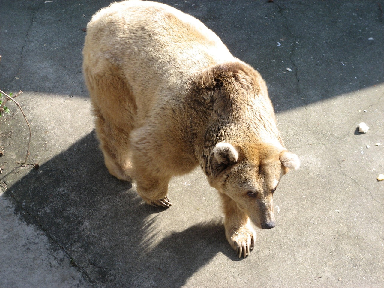 猪女打野，野区的新霸主  猪女打野