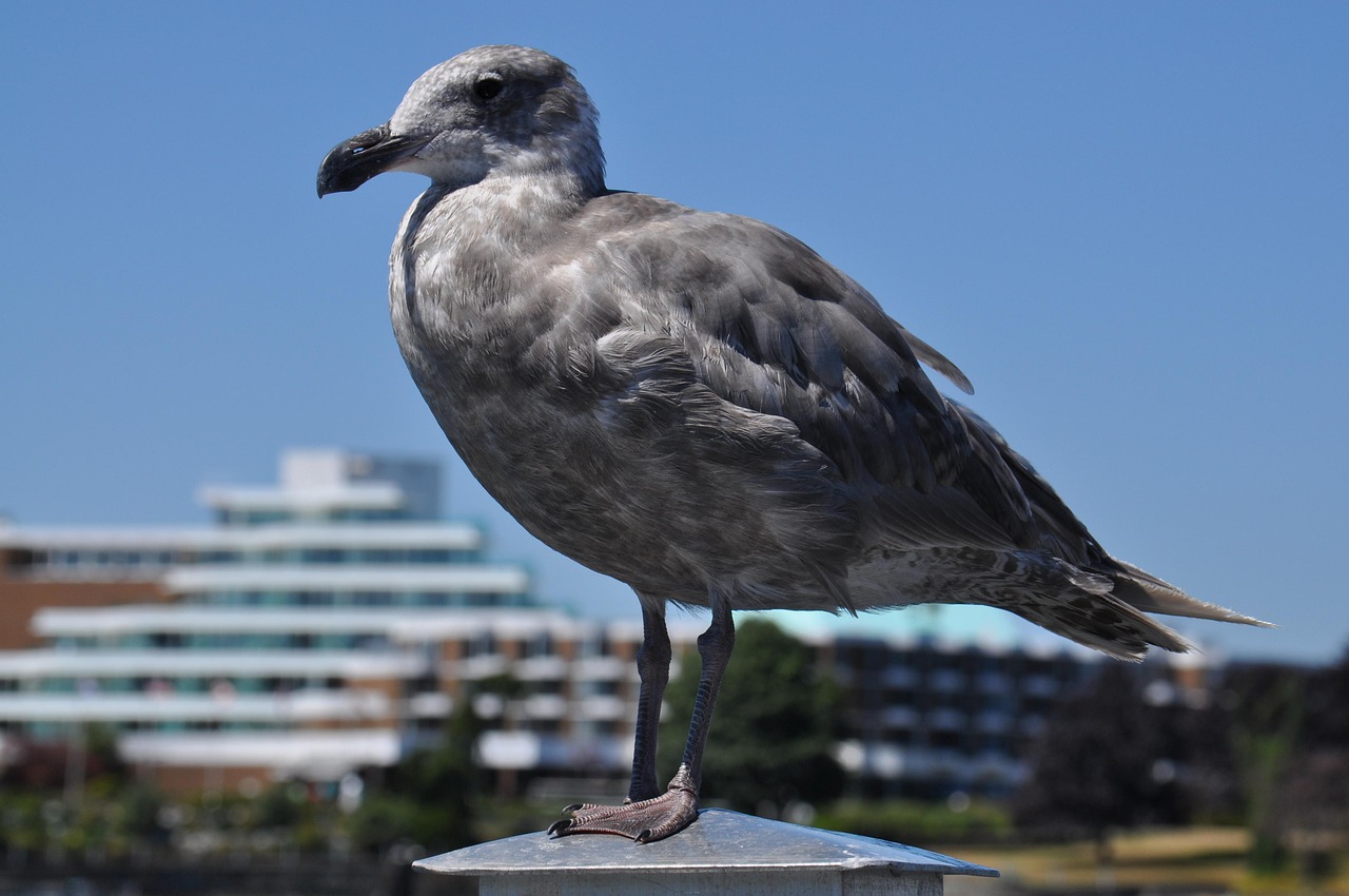 游客抓海鸥拍照，人与自然的互动需谨慎  游客抓海鸥拍照