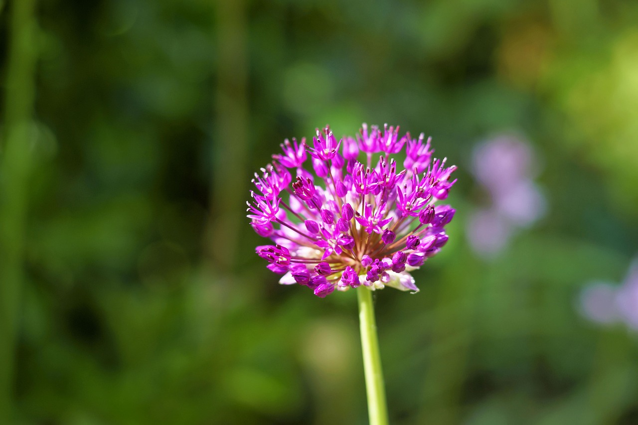 花花连连看看，探索美丽世界的视觉盛宴  花花连连看看