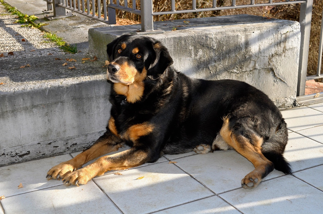 罗威纳犬舍，专业育种与卓越品质的典范  罗威纳犬舍